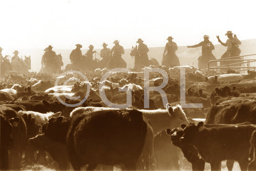 Dusty Trail Cattle Round Up Photo by George Lindblade Wall Art