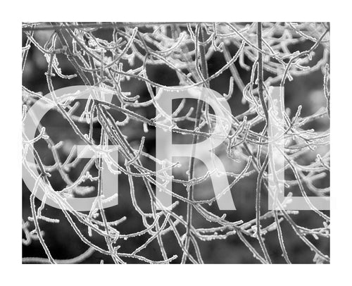 Frosty Branches George Lindblade Black/White Photo Wall Art